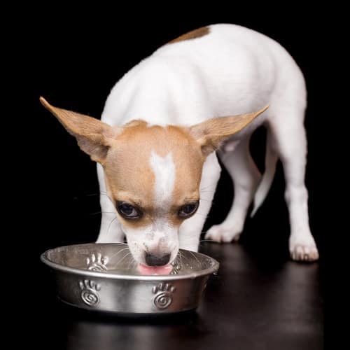Chihuahua Drinking