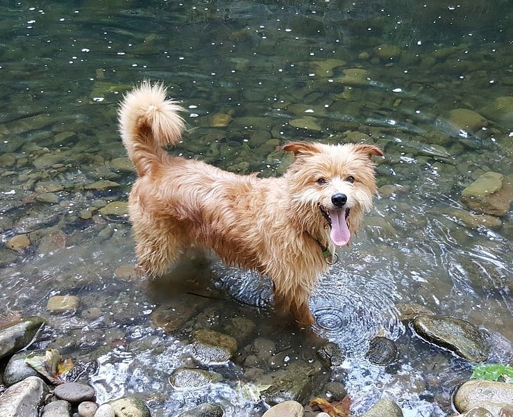 Dog In River