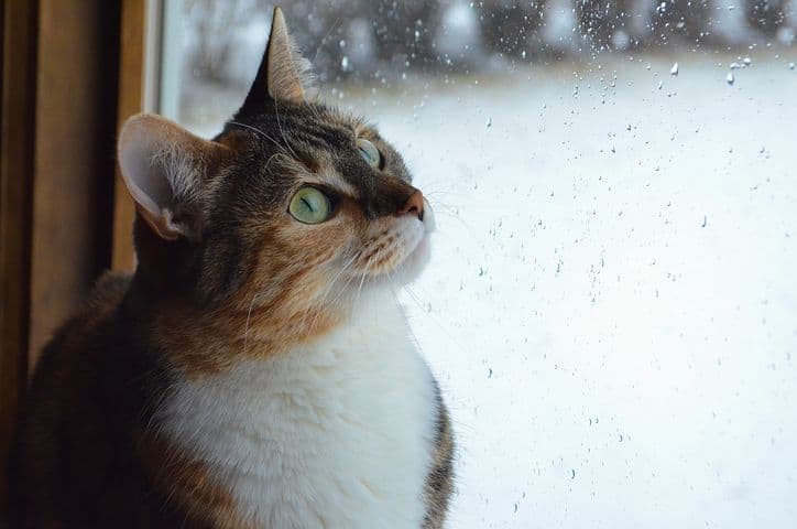 Cat at the Window