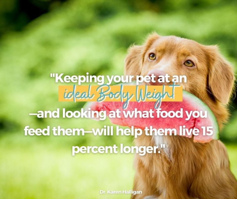 Sustainable pet food | the crockpet diet for pets optimal health