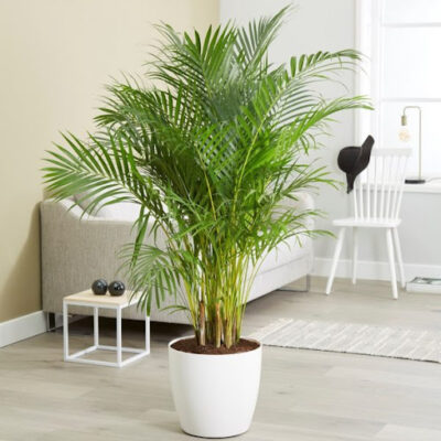 Houseplants and Pets: Areca palm