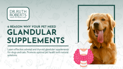 Benefits of Glandular Supplements for Dogs