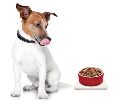Jack Russel And Bowl