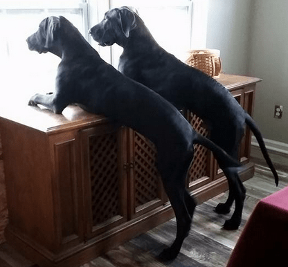 2 Dogs Looking Out Window