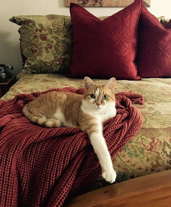 Cat On Couch