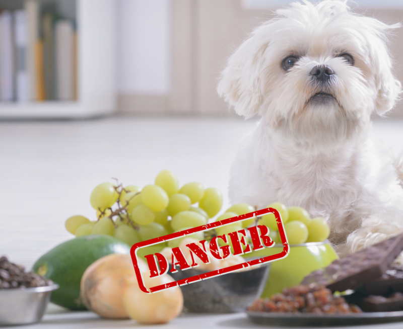 dangerous food for dogs