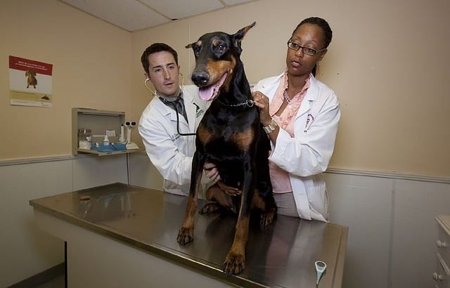Veterinarians With Dog