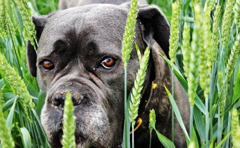 Bulldog in Grass