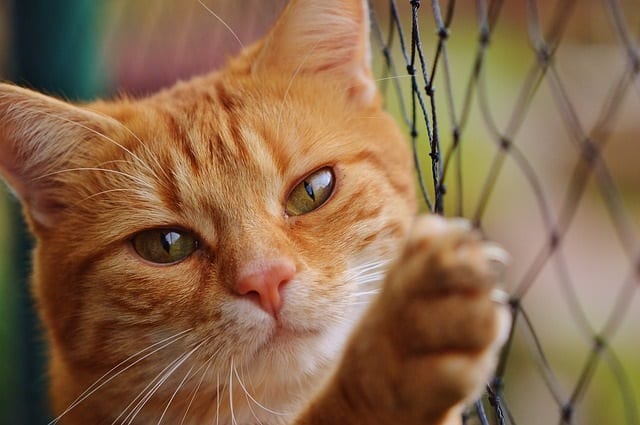 Cat At Fence