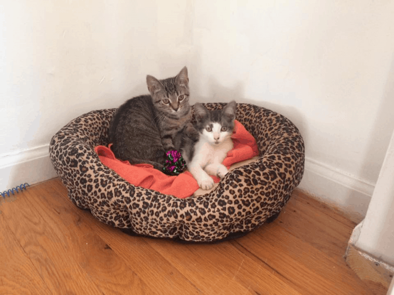 Two cats in a bed