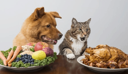 Dog And Cat Looking At Food On Table