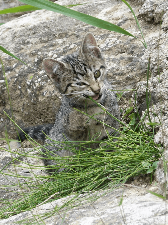 Kitten Eating Grass