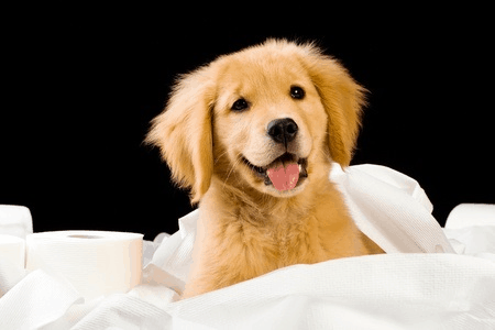 Puppy In Toilet Paper