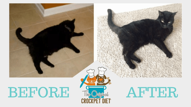 Before and After Cat