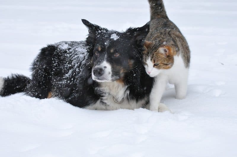 Cat and Dog in Snow