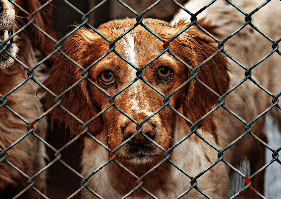 Dog Looking Through Fence