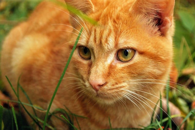 Orange Cat In Grass