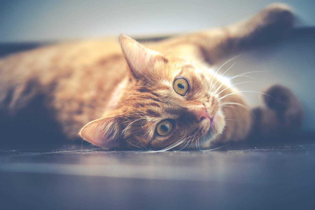 Cat Laying On Floor