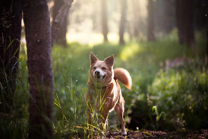 Dog Running In Forest