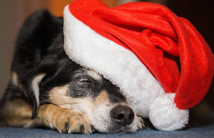 Puppy Sleeping in Santa Hat