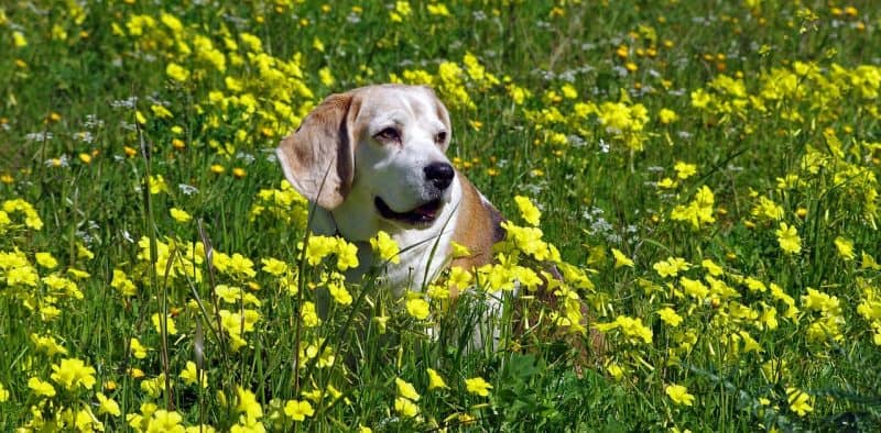 Beagle and Flowers