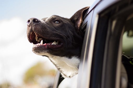 Dog hanging head out of window