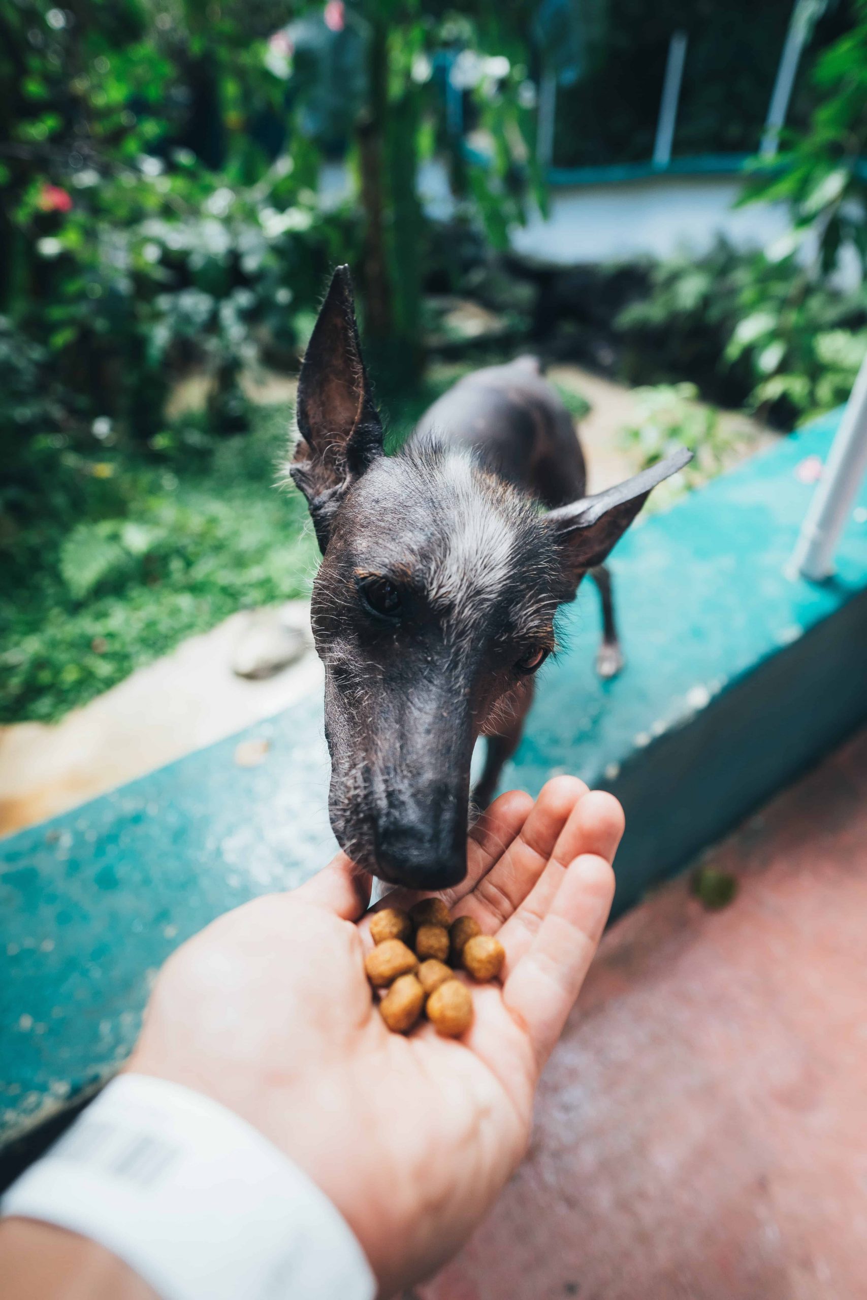 What should you feed your dog?