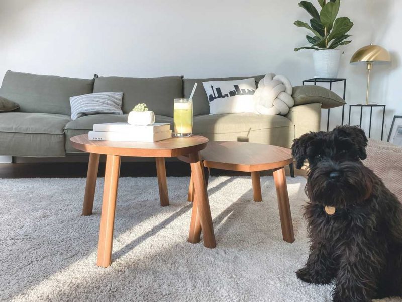 pet-dog-in-the-livingroom
