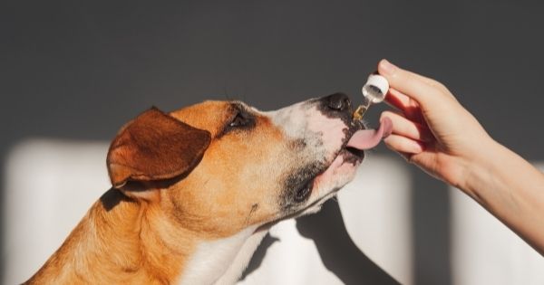 How to Boost Your Dog's Appetite With CBD?