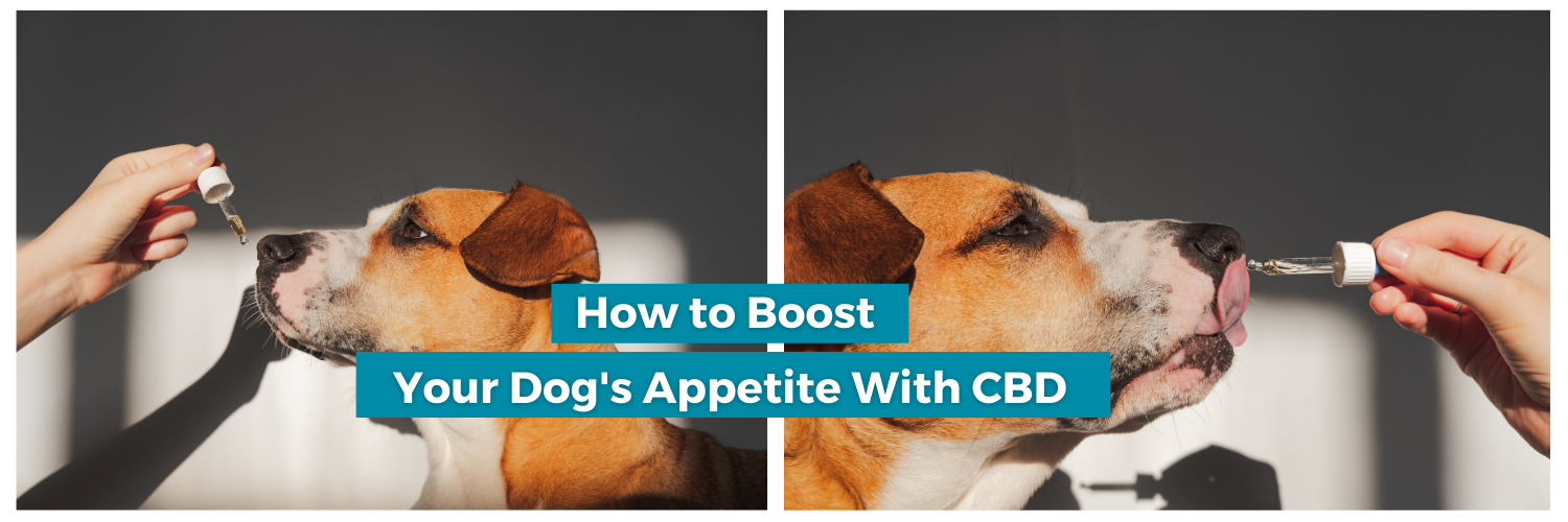 boost dogs appetite with CBD