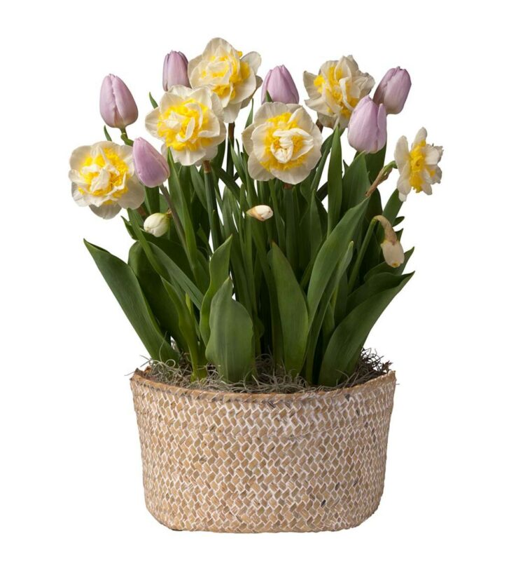 Houseplants and Pets: narcissus bulbs