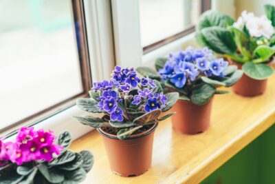 Houseplants and Pets: african violet