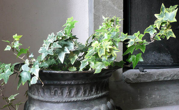 Houseplants and Pets: english ivy