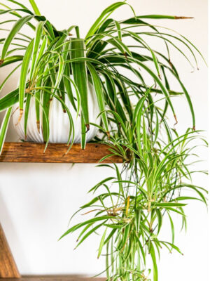 Houseplants and Pets: spider plant