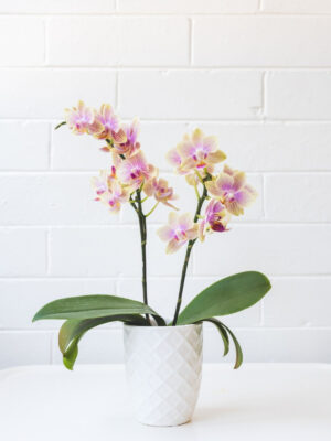 Houseplants and Pets: orchids