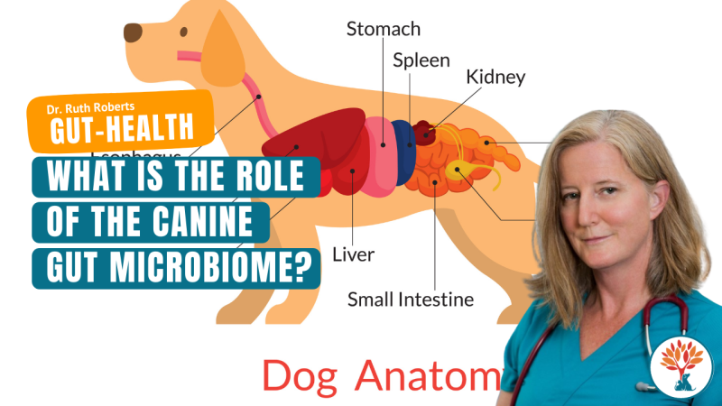 canine microbiome | Dr. Ruth Roberts