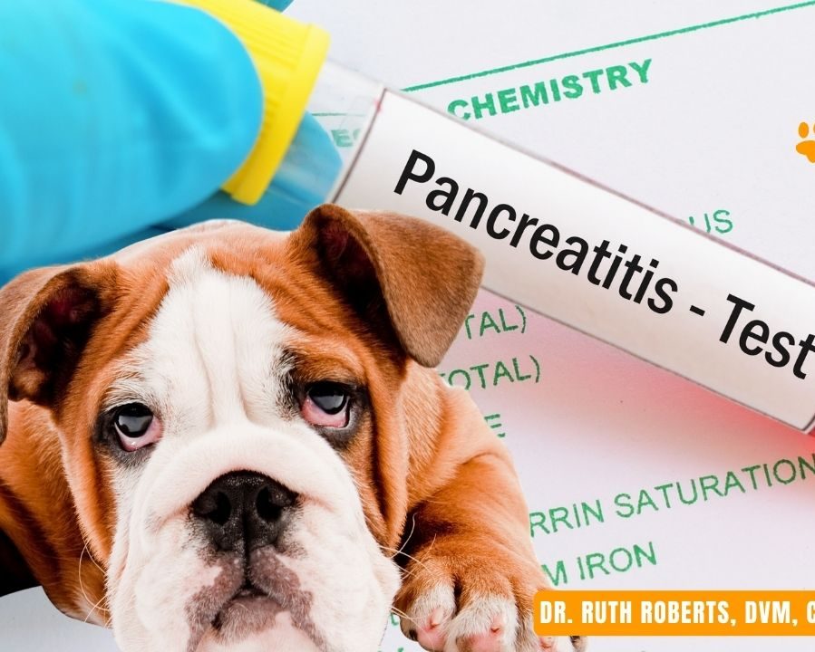pancreatitis in dogs at home treatments