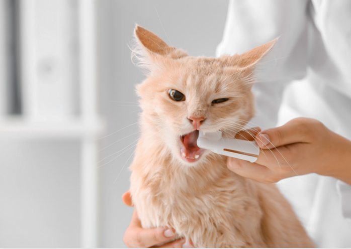 cat brushing teeth | cat dental care