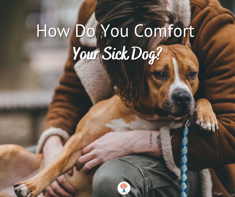 Comforting a sick dog | Dr. Ruth Roberts