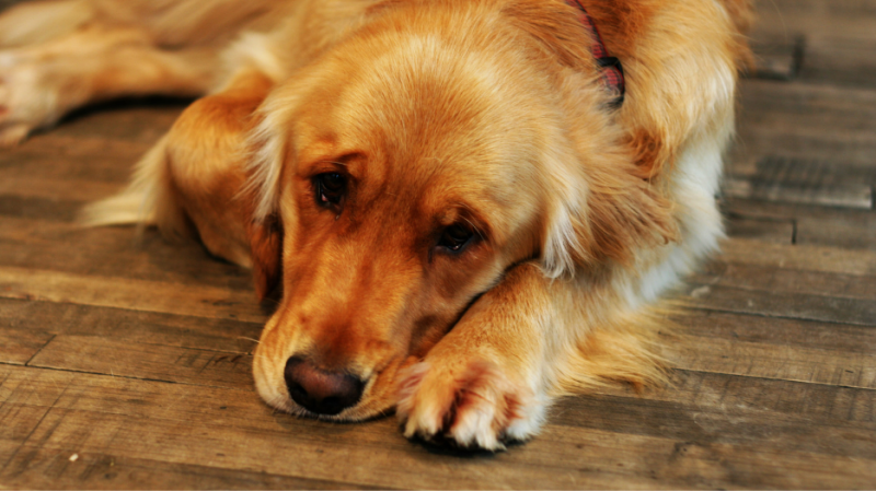 dog with seizures | A Holistic Understanding of Pet Seizures