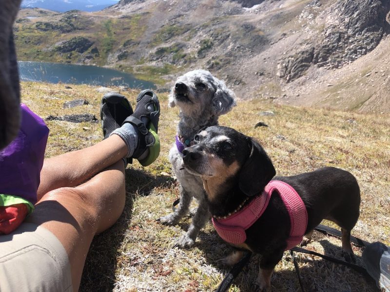 Dogs traveling with owner on a mountain