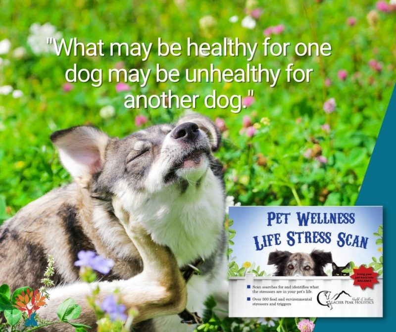 Pet Wellness stress scan | Detect what causes your pets allergies