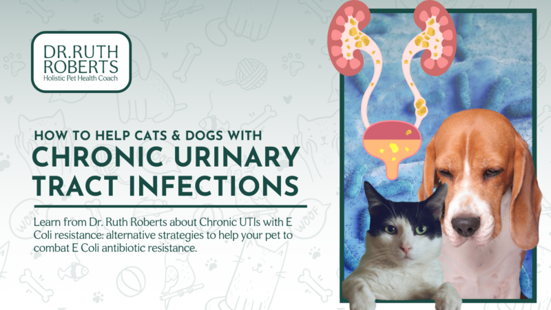 How to Help Dogs and Cats with Chronic UTI and E.Coli Antibiotic Resistance