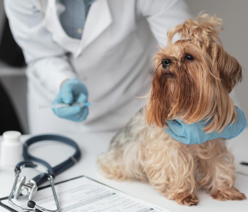 what vaccines do dogs need for grooming