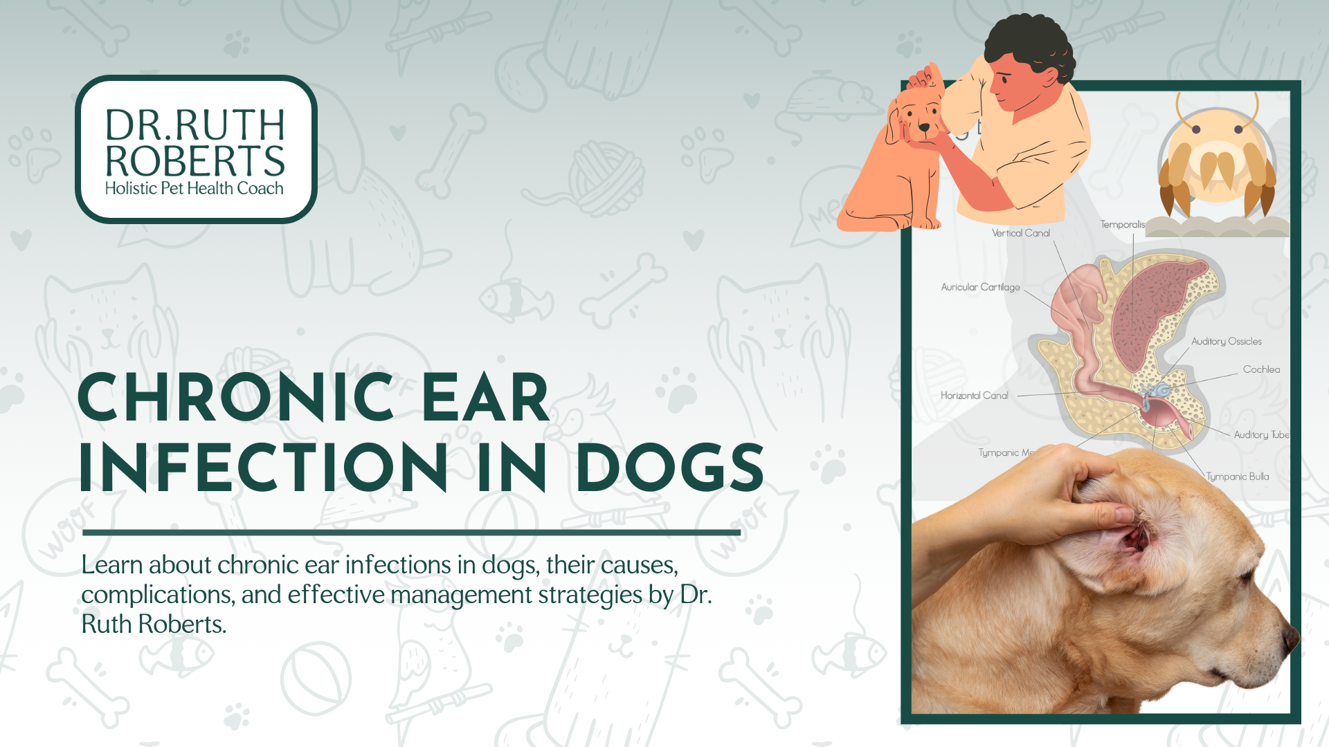 chronic ear infections in dogs