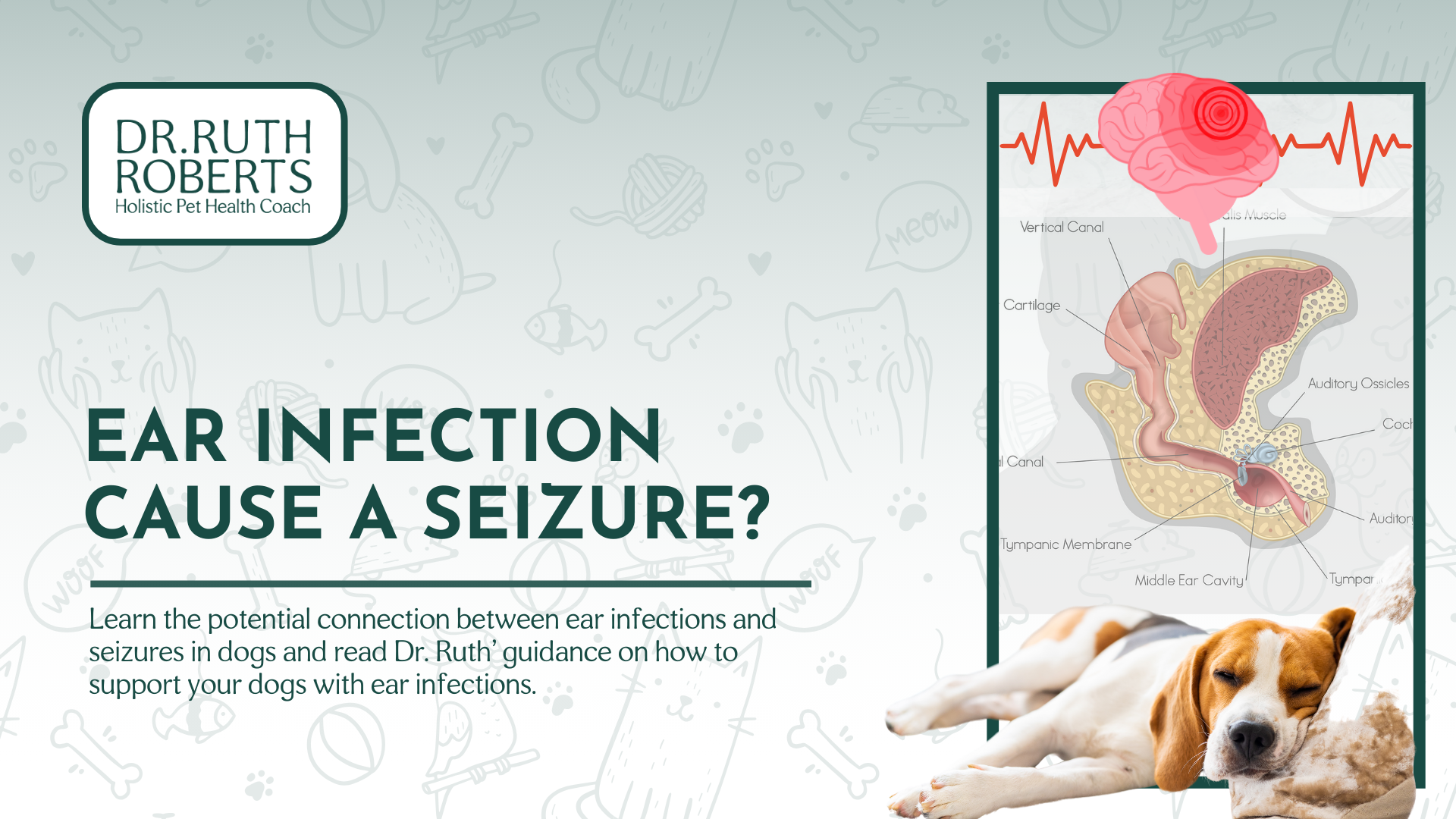 can ear infection cause seizure in dogs