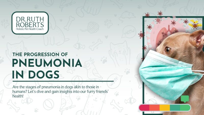 Stages of Pneumonia in Dogs